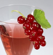 Redcurrant berries as decoration on a drinking glass in light grey back