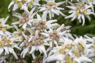 Closeup shot of some edelweiss flowers in natural ambiance