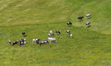 Cattle at Upper Allgaeu near Immenstadt in Bavaria, Germany