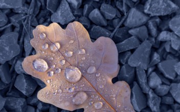 Wet autumn leaf in blueish gravel back seen from above