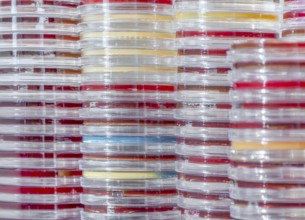 Full frame abstract shot showing lots of stacked petri dishes filled with colorful agar growth