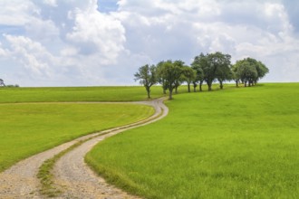 Rural scenery with grove, meadows and farm track at summer time