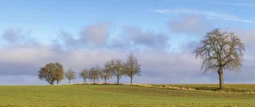 Idyllic rural scenery with fruit trees in Hohenlohe, an area in Southern Germany at winter time