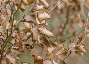 Full frame dry autumn foliage closeup
