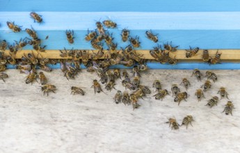 A beehive entrance with lots of bees
