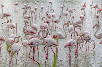 Lots of Flamingoes seen in the Regional Nature Park of the Camargue in Southern France