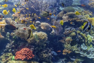 Submerge coral reef scenery including lots of colorful fishes