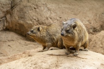Rock hyrax on rock formation in stony ambiance