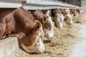 Some cattle at feed in a barn in sunny ambiance seen in Southern Germany