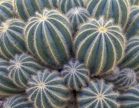 Full frame dense blue blue cactuses closeup shot