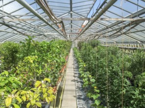 Sunny illuminated scenery in a vegetal greenhouse