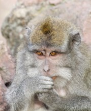 Portrait of a Macaque monkey seen in Indonesia
