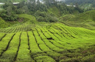 Tea plantation at the Cameron Highlands district in Malaysia