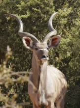 Antelope seen in Botswana