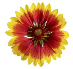 Blanket flower head in white back
