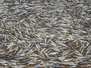 Full frame picture showing lots of fishes on the ground seen in Sri Lanka