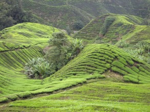 Tea plantation at the Cameron Highlands district in Malaysia