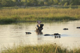 Flock of Hippos in a river at the Moremi Game Reserve in Botswana, Africa, at evening time