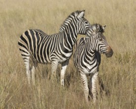 Sunny savanna scenery with zebras in Botswana