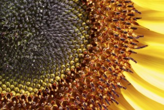 Full frame macro shot of a sunflower