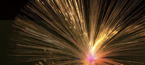 Illuminated fanned out optical fibers closeup in black back