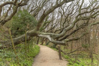 Coastal forest scenery with knaggy trees near Domburg in Zeeland, a province in the Netherlands at