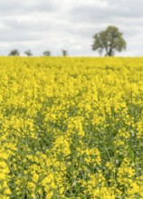 Yellow flowering field of rapeseed at spring time in rural ambiance