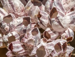 Sunny illuminated full frame barnacles closeup