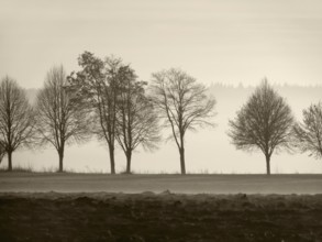Foggy autumn scenery with trees in Southern Germany