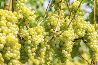 Detail of white grapes in a sunny illuminated vineyard