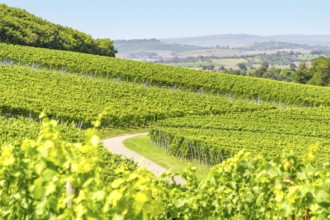 Sunny winegrowing scenery in Hohenlohe, a area in Southern Germany at late summer time
