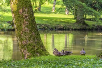 Peaceful sunny park scenery including some mallards near a idyllic small lake at summer time