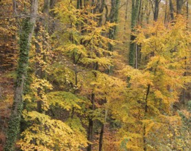 Detail of a colorful forest at autumn time in Southern Germany