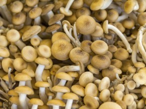 Full frame background showing lots of edible mushrooms