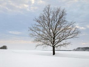 Idyllic rural winter scenery with stand-alone tree at evening time in Hohenlohe, an area in