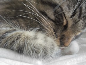 Portrait detail of a sleeping Norwegian Forest kitten