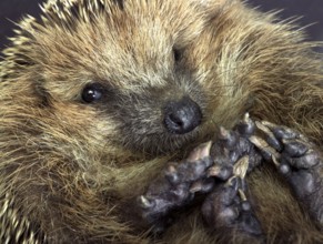 Portrait of a rolled-up young hedgehog. Studio photography in white back