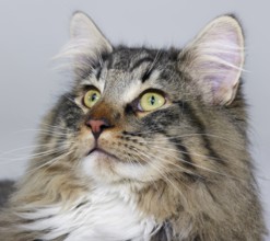 Portrait of a Norwegian Forest Cat