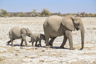 Sunny arid savannah scenery including a walking family of african bush elephants seen in Namibia