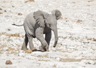 Sunny arid savannah scenery including a african bush elephant cub seen in Namibia