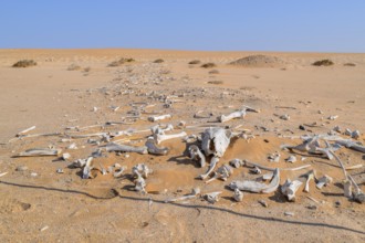 Desert scenery including lots of bleached animal bones seen in Namibia