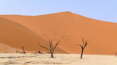 Namib desert scenery with dead acacia trees around Deadvlei in the Sossusvlei area in Namibia