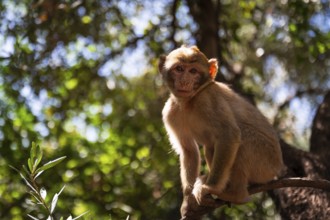 Small macaque monkey near the Ouzoud waterfall, Morocco