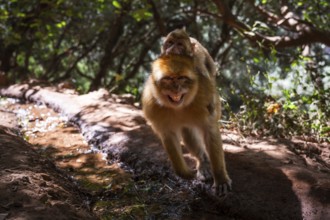 Mother and child of macaque monkey near the Ouzoud waterfall, Morocco