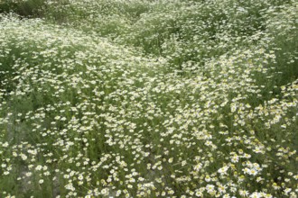 Natural field with lots of blooming Camomile plants