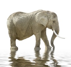 African elephant on mirroring water surface in white back