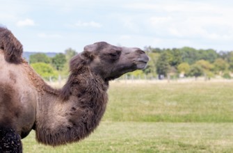 Sideways camel portrait in natural back at summer time