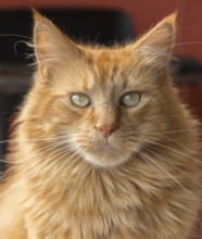 Portrait of a red brown Maine Coon cat
