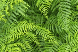 Full frame green fern plants closeup