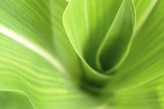 Abstract full frame green corn plant detail
